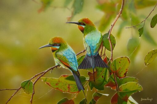 Taking a breather (Rainbow Bee Eaters)