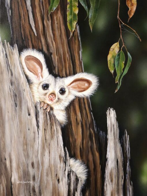 Under the Cover of Darkness (Greater Glider)