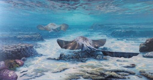morpeth art gallery, hunter valley, newcastle, nsw, investment, fine, original, artwork, collector, artist, artists, investment, wilderness, landscape, coastal, underwater, oil, stretched canvas, canvas board, cotton duck board, lady elliot island, anna bay, fingal bay, nelson bay, kalbarri, blue holes, depot beach, smokey cape, port stephens, jimmys beach, bennetts beach, hawks nest, Jarvis bay, south coast, myall lakes, foster, north coast, snorkelling, diving, scuba diving, rainforest, underwater landscape, river red gums, Antarctic beech trees, lamington national park, conservation, environment, published artist, australian art gifts, scales, turtles, sea horses, sunset, sunrise, waves, seaweed, coral, fish, sting rays, cow tail sting ray, sea horses, coral, great barrier reef, published