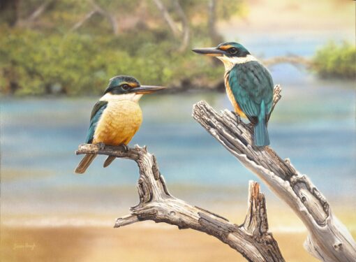 Along the Wooli Wooli (Sacred Kingfishers)
