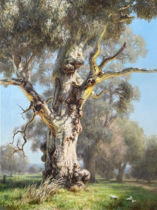 River Red Gum