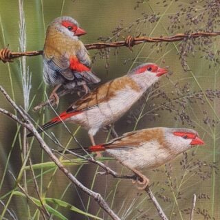 Dancing with Seed Heads