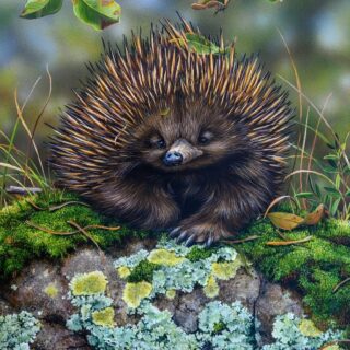 Echidna March