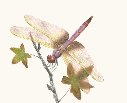 Golden Renewal Dragonfly - Giclee Reproduction