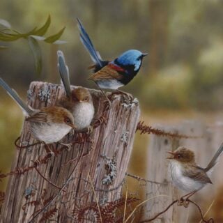 Assembly Point (Variegated Wrens) Framed Giclee on Canvas - SOLD