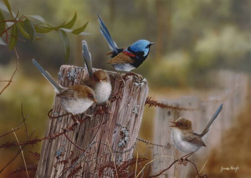 Assembly Point (Variegated Wrens) Framed Giclee on Canvas - SOLD