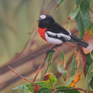 Bold Appearance (Scarlet Robin) Framed Giclee on Canvas