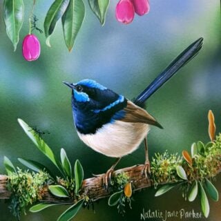 Country Dancer (Superb Fairy-wren) - SOLD