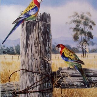 Eastern Rosella