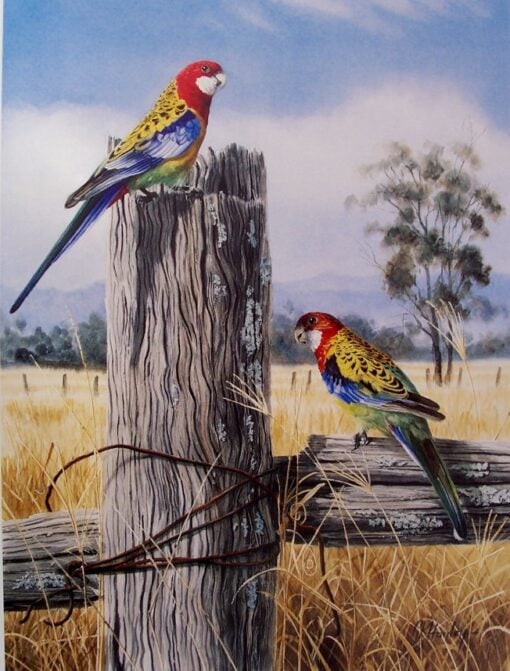 Eastern Rosella