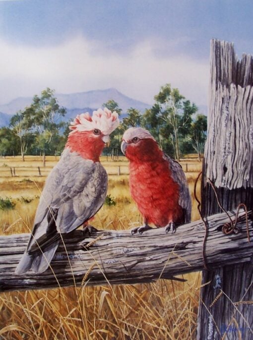 Galahs