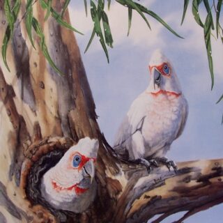 Long Billed Corellas