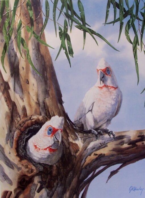 Long Billed Corellas