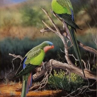 Outback Splendour (Princess Parrots) Framed Giclee on Canvas