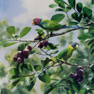 Plum Headed Parrots