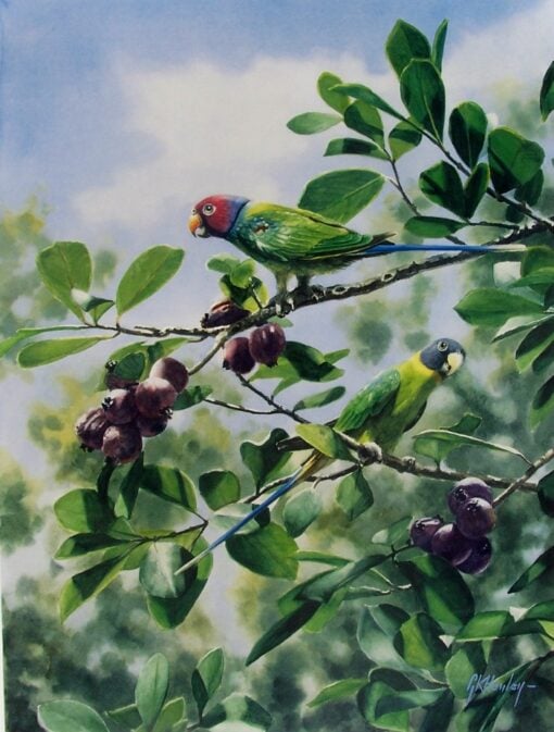 Plum Headed Parrots