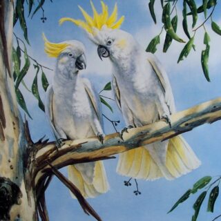 Sulphur-crested Cockatoos