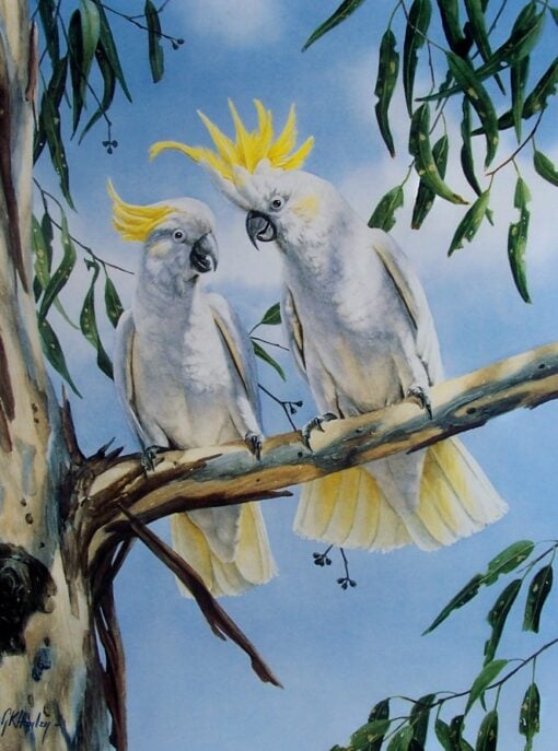 Sulphur-crested Cockatoos