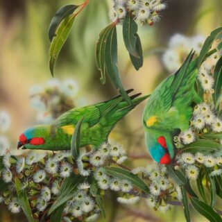 Sweet Beaks (Musk Lorikeets) Framed Giclee on Canvas