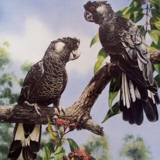 White Tailed Black Cockatoo