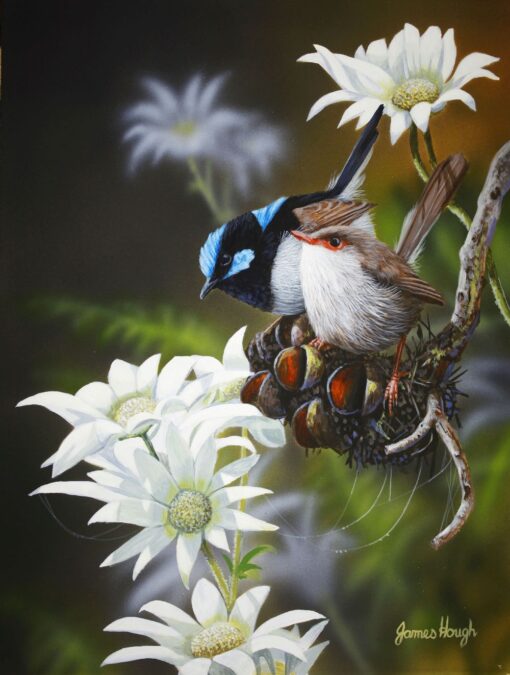 Wren Bouquet (Superb Wrens and Flannel Flowers) Framed Giclee on Canvas - SOLD
