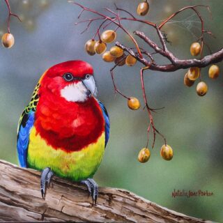 Cedar and Song (Eastern Rosella) - SOLD