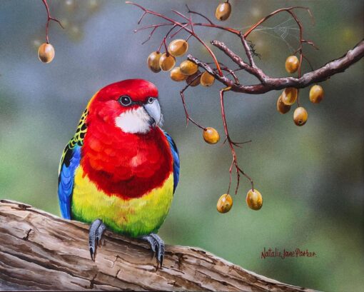 Cedar and Song (Eastern Rosella) - SOLD