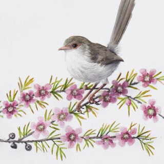 Petals and Plumage (Superb Fairy-wren Female)