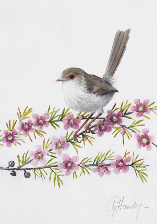 Petals and Plumage (Superb Fairy-wren Female)