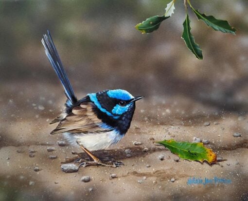 Snack Hunting (Male Superb Wren)