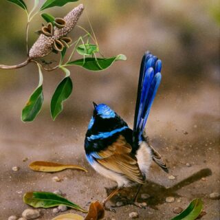 Snack Hunting (Male Superb Wren) - SOLD