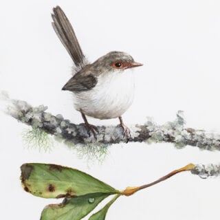 Spring's Gentle Whisper (Variegated Fairy-wren female)