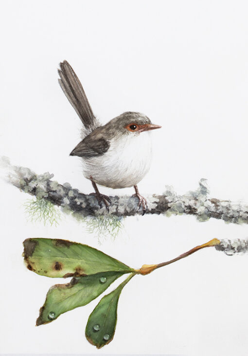 Spring's Gentle Whisper (Variegated Fairy-wren female)
