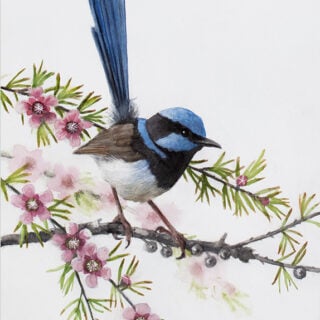 Tea Tree Serenade (Superb Fairy-wren Male)