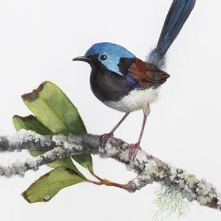 Whispers on a Branch (Variegated Fairy-wren male)