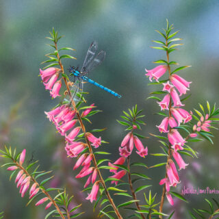 Heath and Harmony - SOLD