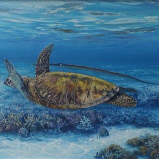 morpeth art gallery, hunter valley, newcastle, nsw, investment, fine, original, artwork, collector, artist, artists, investment, wilderness, landscape, coastal, underwater, oil, stretched canvas, canvas board, cotton duck board, lady elliot island, anna bay, fingal bay, nelson bay, kalbarri, blue holes, depot beach, smokey cape, port stephens, jimmys beach, bennetts beach, hawks nest, Jarvis bay, south coast, myall lakes, foster, north coast, snorkelling, diving, scuba diving, rainforest, underwater landscape, river red gums, Antarctic beech trees, lamington national park, conservation, environment, published artist, australian art gifts, scales, turtles, sea horses, sunset, sunrise, waves, seaweed, coral, fish, sting rays, cow tail sting ray, sea horses, coral, great barrier reef, published