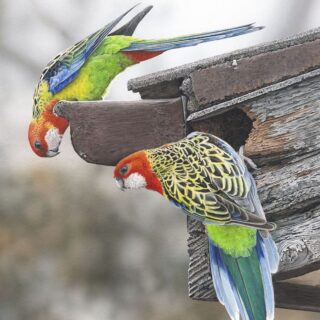 Jigsaw - House Hunting (Eastern Rosellas)
