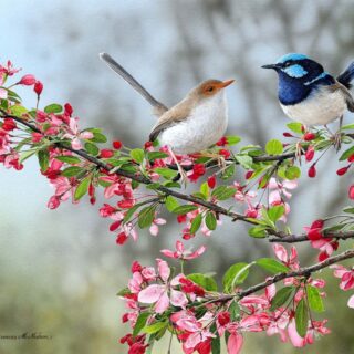 Jigsaw - Courtship (Wrens)