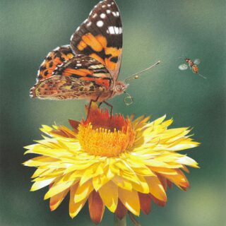 Jigsaw - Minutate (Australian Painted Lady Butterfly)