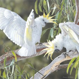 Jigsaw - Showing Off (Sulphur Crested Cockatoos)