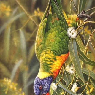 Ironbark Acrobat