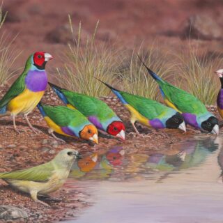 Jigsaw - A Moment of Stillness (Gouldian Finches)