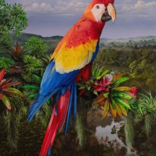 Jewel of the Canopy