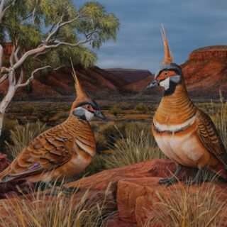Spinifex Sovereigns