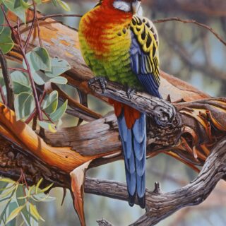 Sunlit Rosella