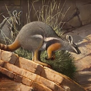 Rock Wallabies - SOLD