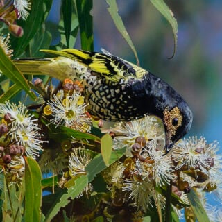 Regent Harvest (Regent Honeyeater) - Framed Giclee Reproduction