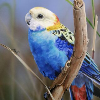 Happy Chatter