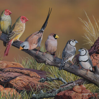 Finch Country - SOLD